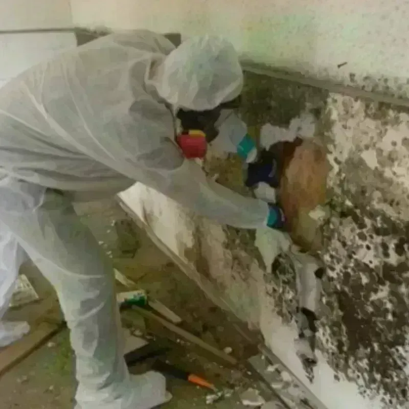 Mold Remediation and Removal in Yorketown, NJ